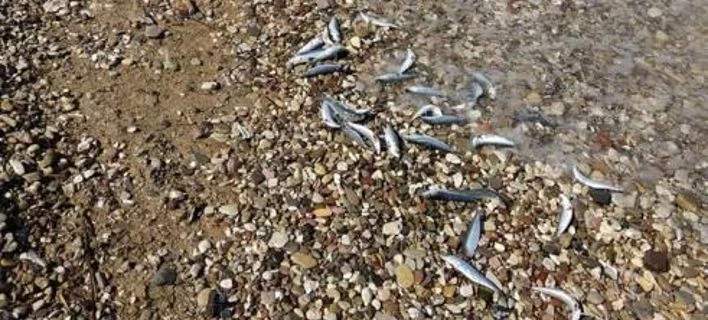 Θλιβερές εικόνες: Γέμισε νεκρές σαρδέλες η παραλία του Αγίου Βασιλείου στην Πάτρα